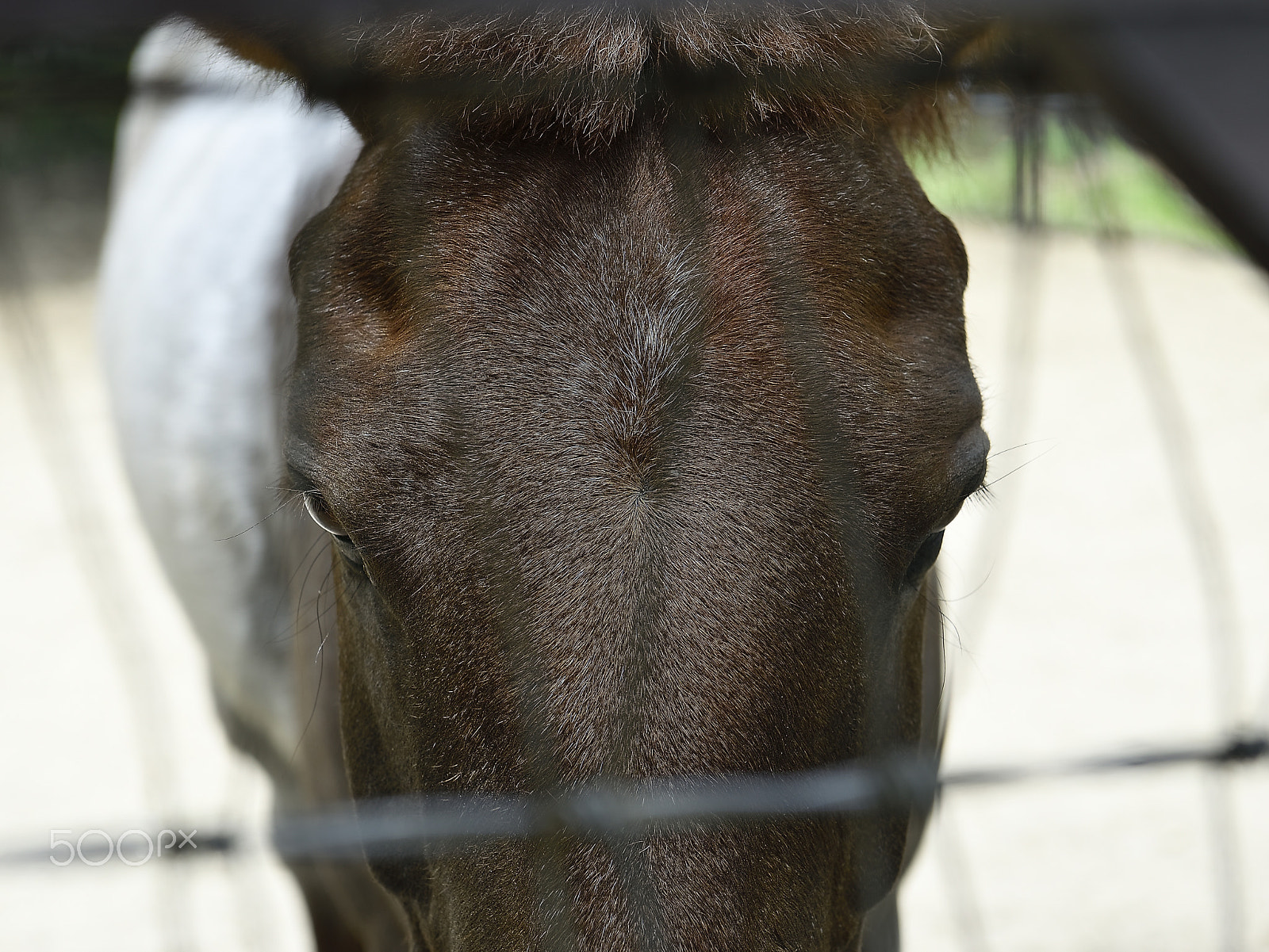 Nikon D800E + Nikon AF-S Nikkor 24-70mm F2.8E ED VR sample photo. Horse that came across abruptly photography