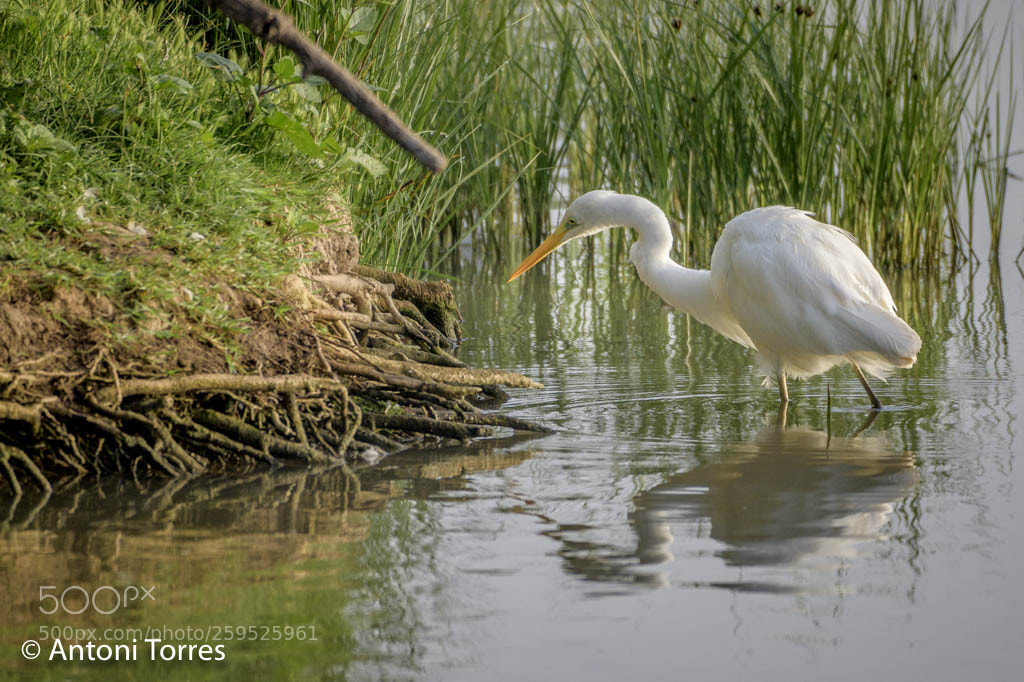 Nikon D850 sample photo. Agro blanc ardea alba photography