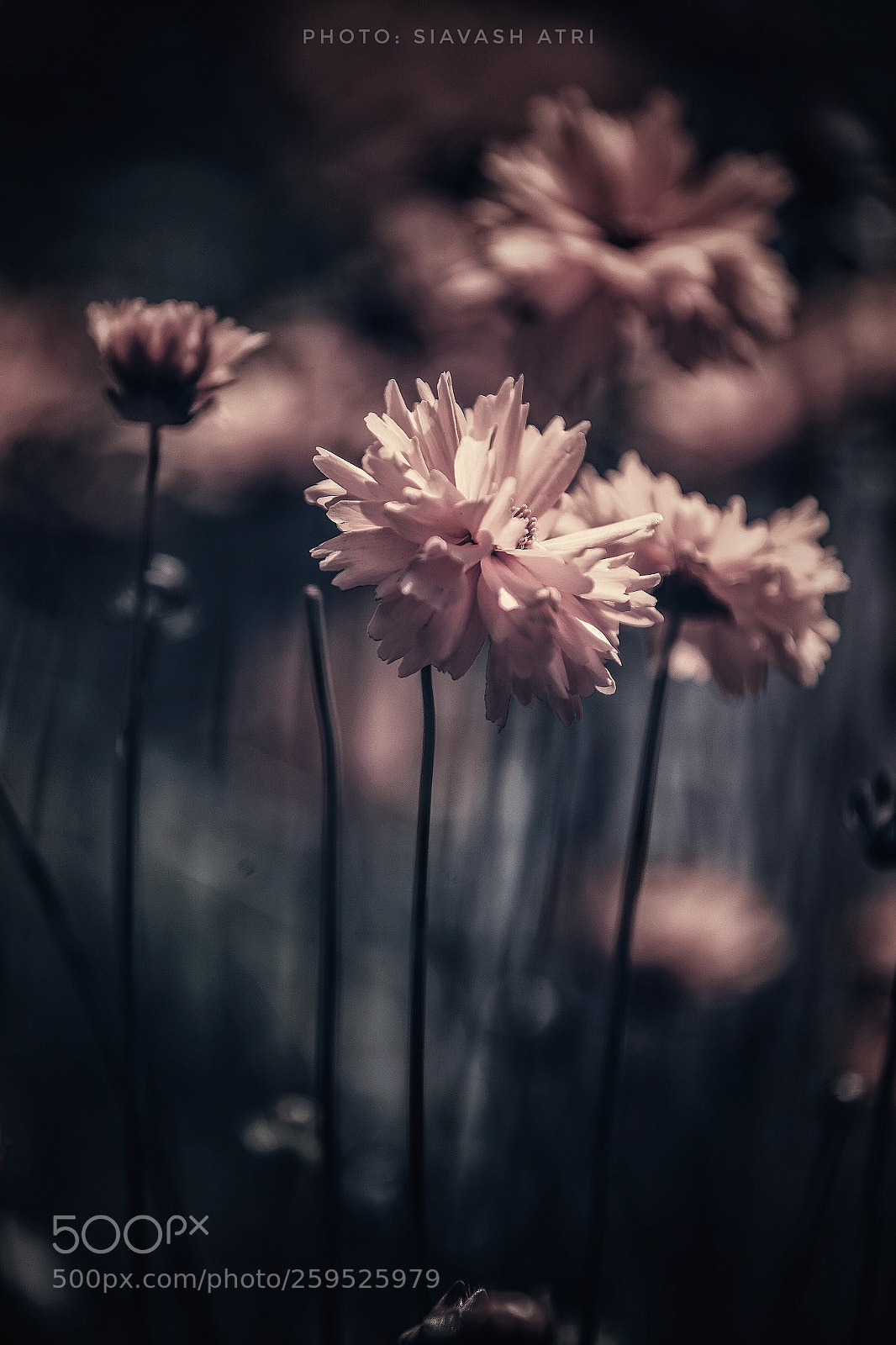 Canon EOS-1D X sample photo. Untitled photography