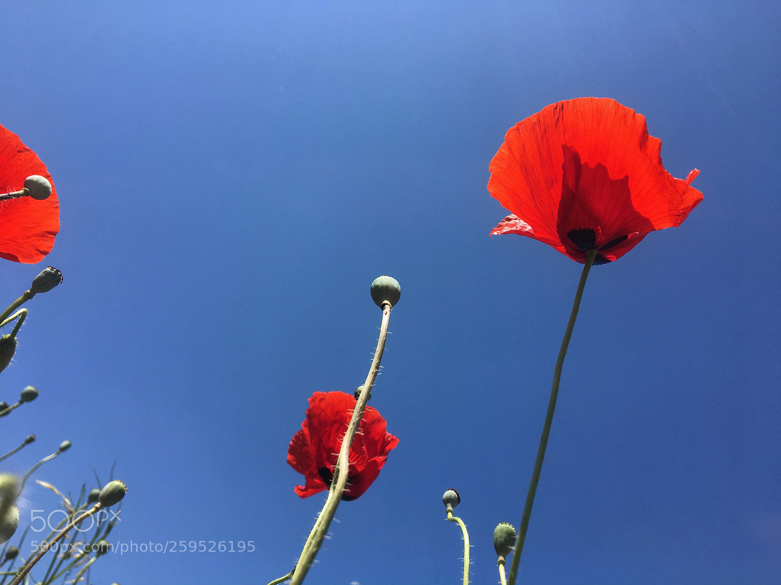 Apple iPhone 6s sample photo. Poppies everywhere photography