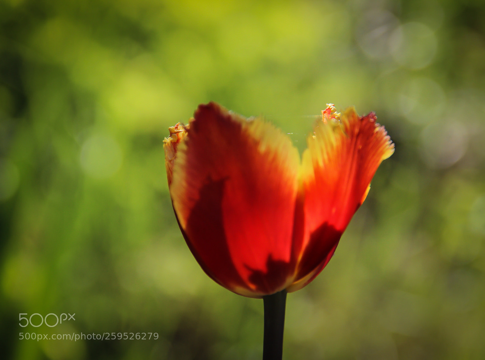 Canon EOS 600D (Rebel EOS T3i / EOS Kiss X5) sample photo. Orange terry tulip photography