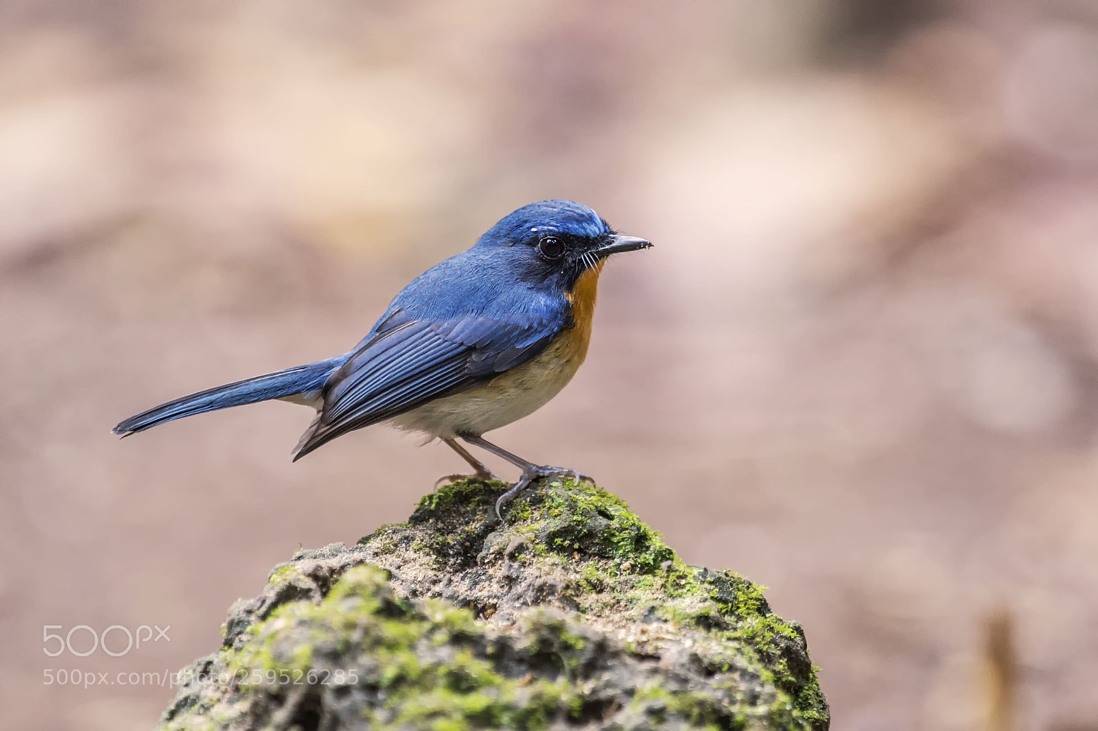 Nikon D4 sample photo. Tickell's blue flycatcher photography