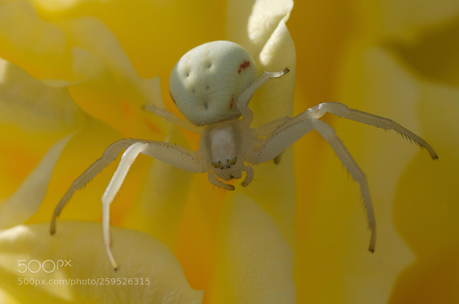 Nikon D7000 sample photo. Little white spider photography