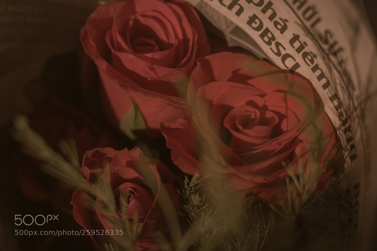 Canon EOS 70D sample photo. Rose photography