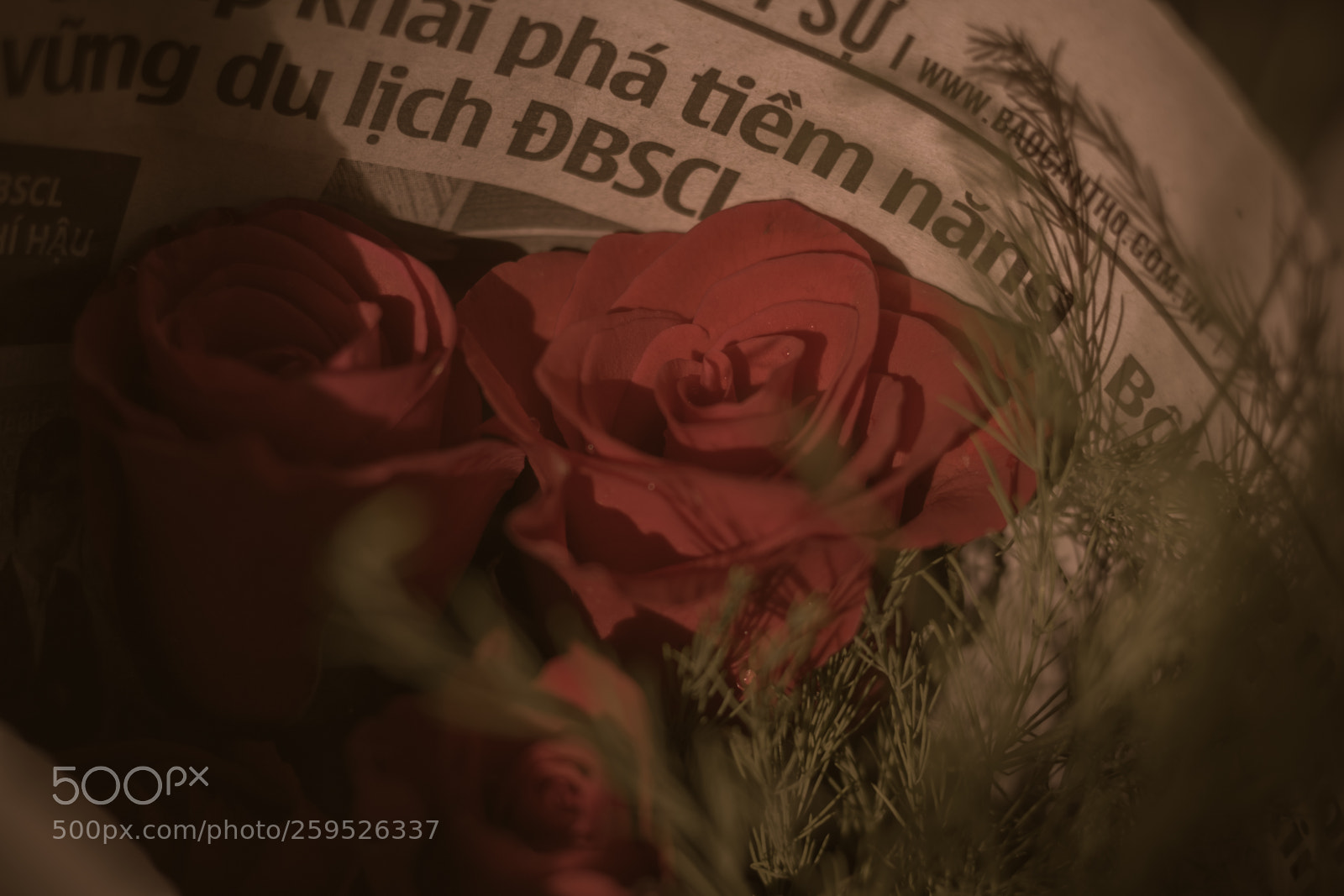 Canon EOS 70D sample photo. Rose photography