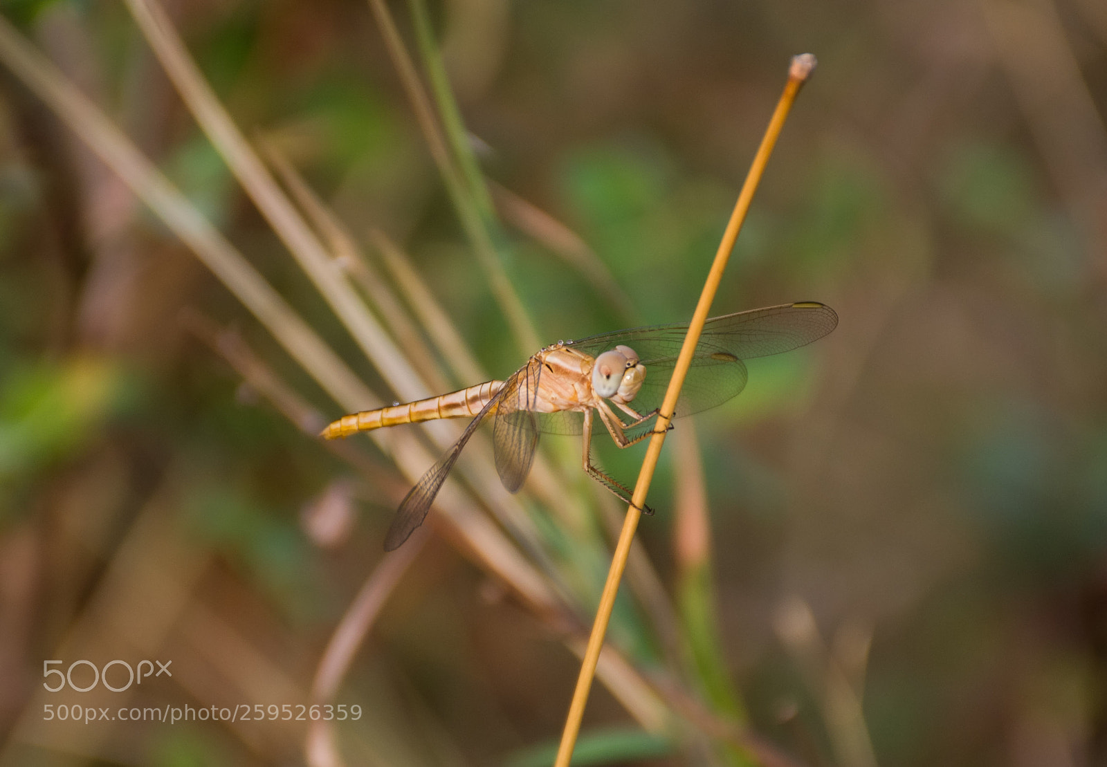 Nikon D7000 sample photo. Dragonfly photography