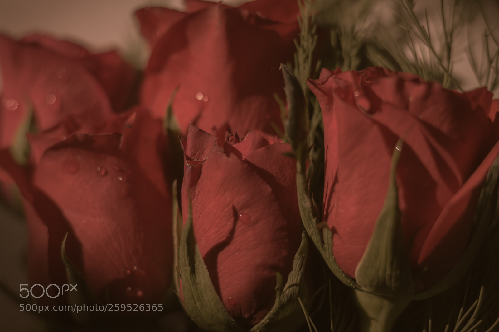 Canon EOS 70D sample photo. Rose photography