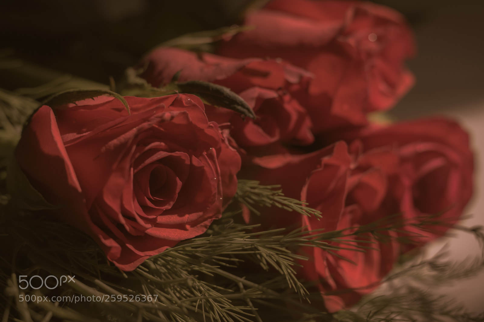 Canon EOS 70D sample photo. Rose photography