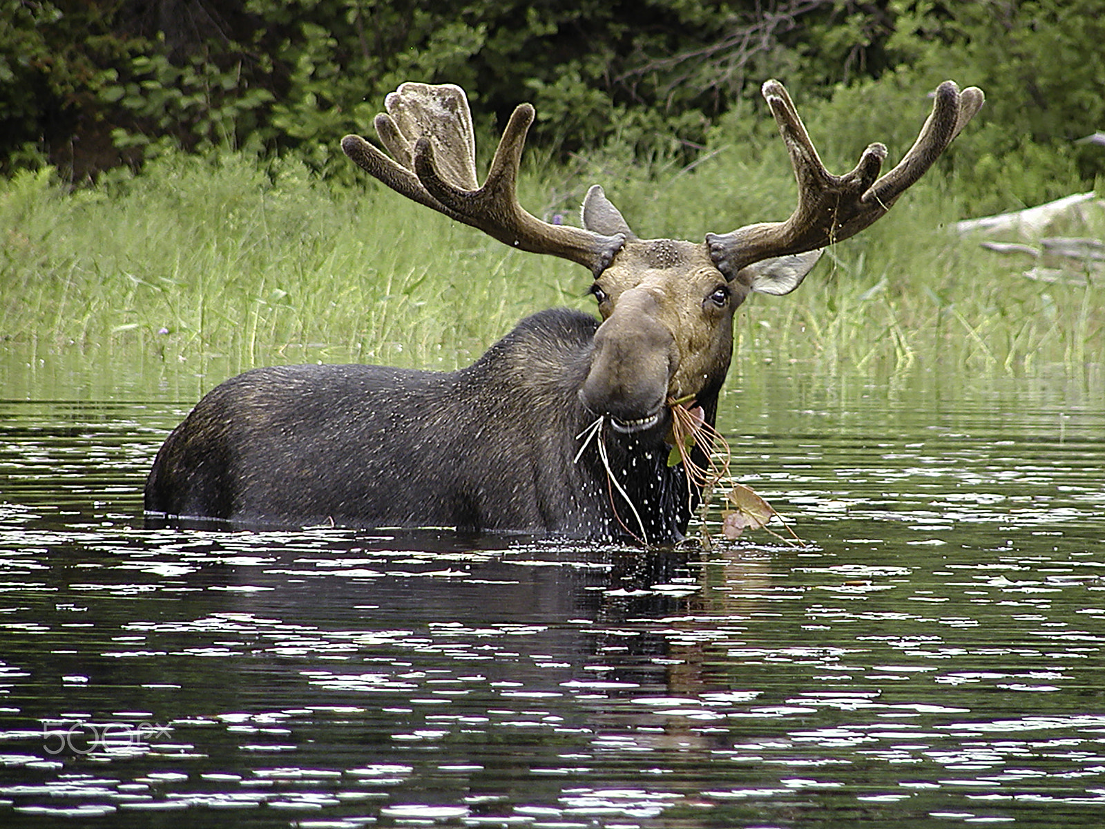 Olympus C2100UZ sample photo. Bull moose photography