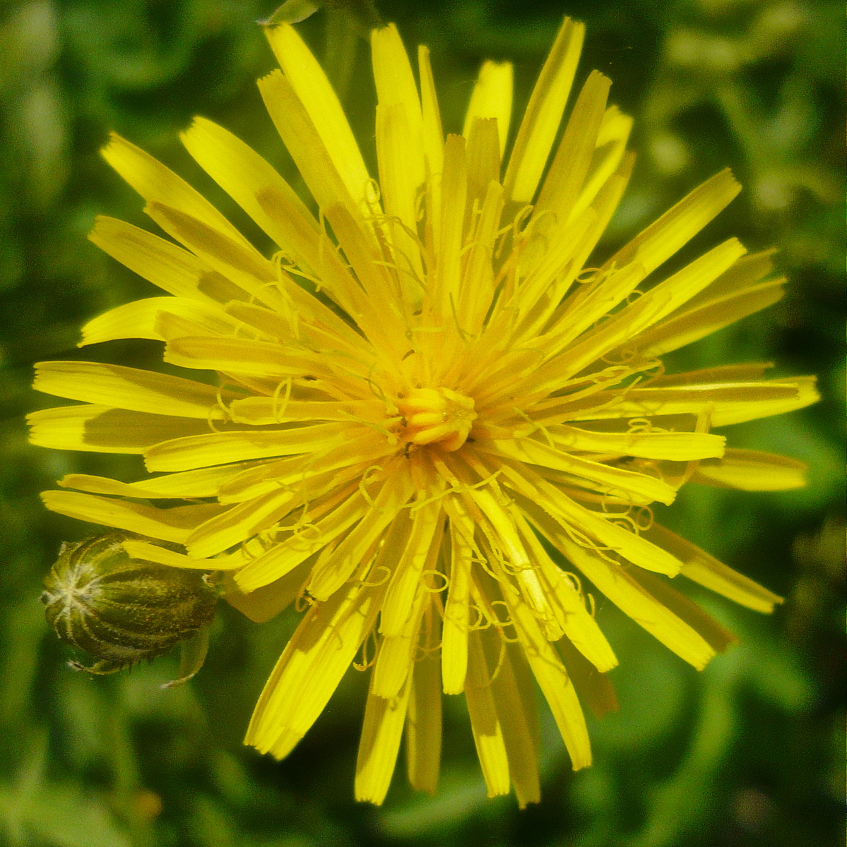 Panasonic Lumix DMC-LS80 sample photo. Yellow... as the sun photography