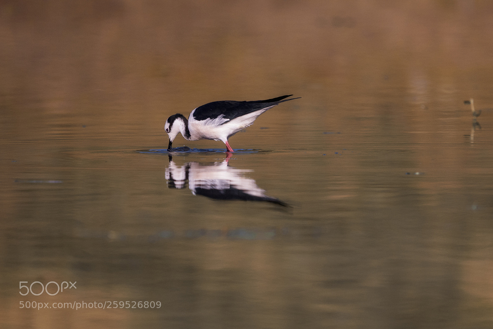 Nikon D750 sample photo. Black-necked stilt photography