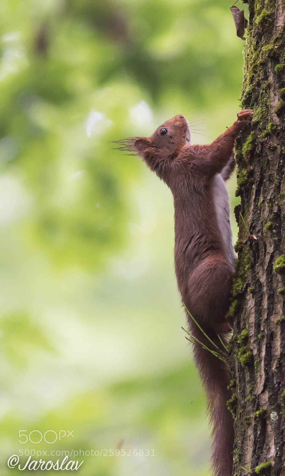 Nikon D500 sample photo. Squirrel grinding  photography