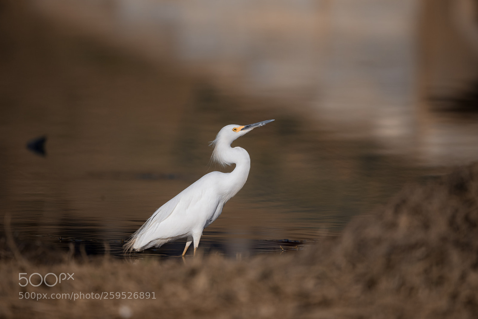 Nikon D750 sample photo. Little egret photography