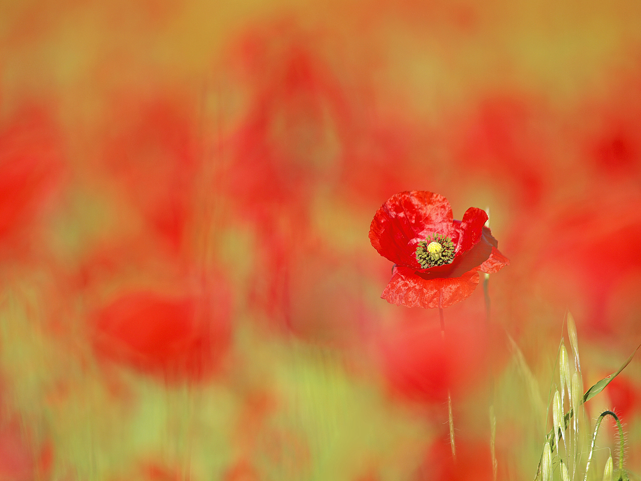 Olympus E-30 sample photo. Tiempo de amapolas photography