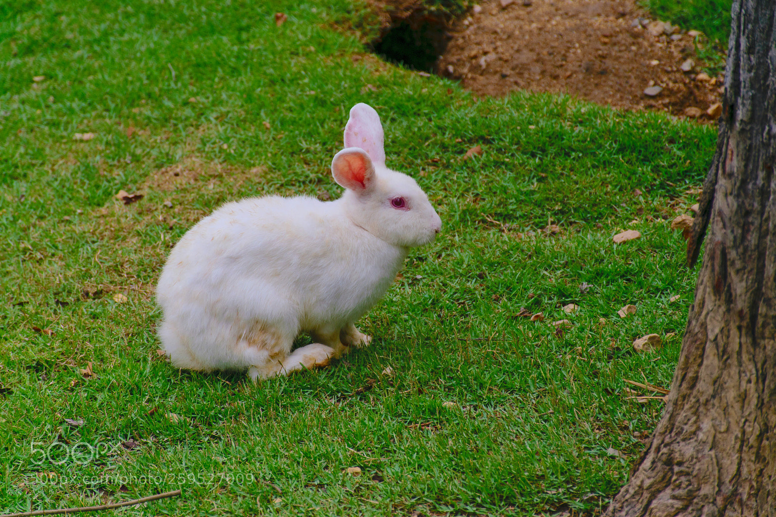 Nikon D5300 sample photo. Fluffy rabbit. photography