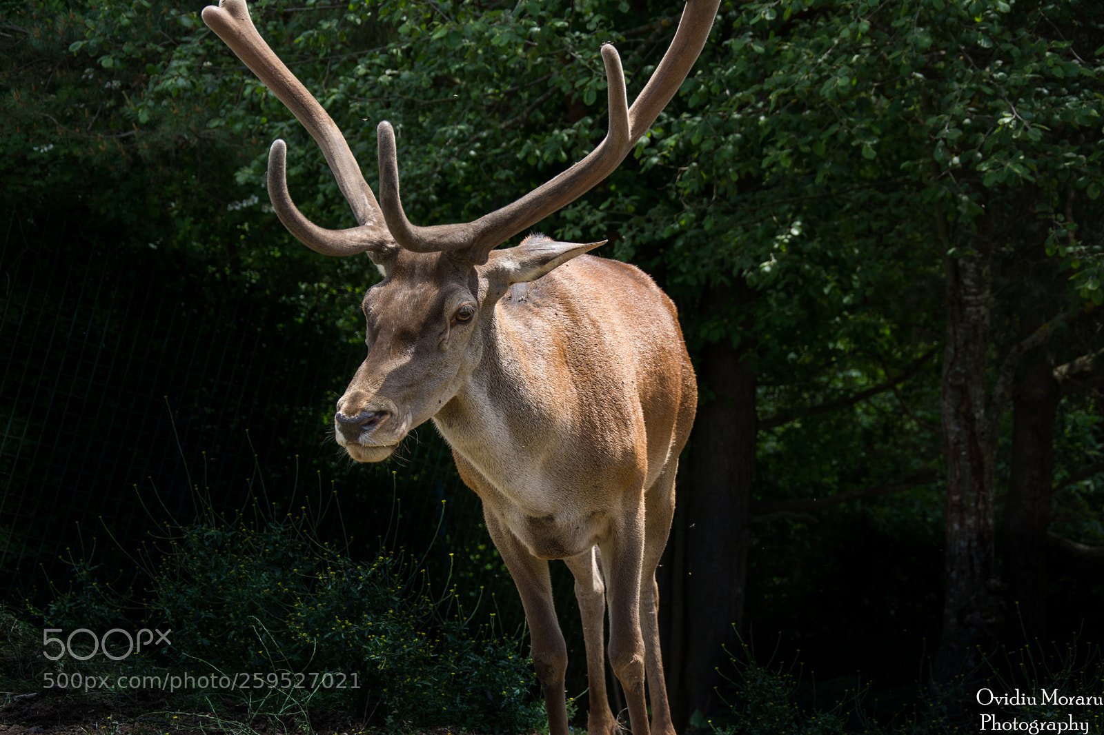 Nikon D7100 sample photo. The deer photography