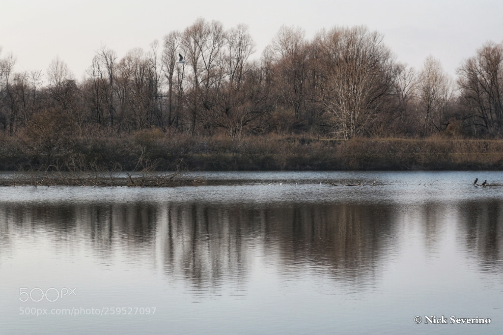 Canon EOS 7D Mark II sample photo. The sound of silent photography