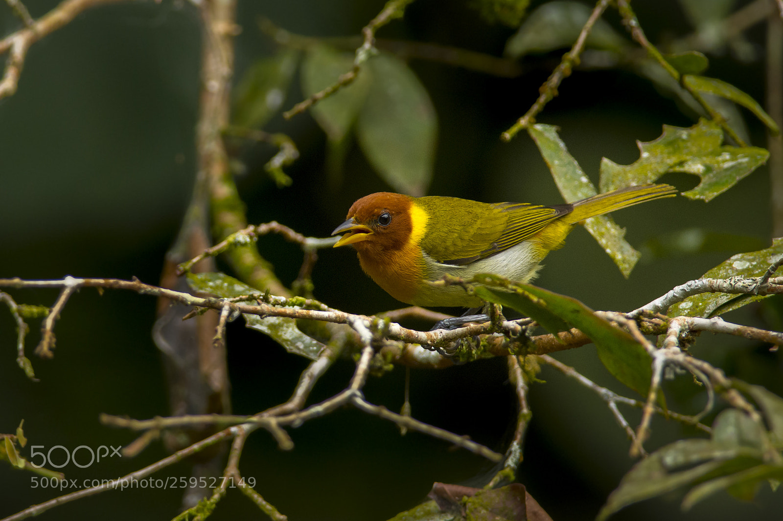 Nikon D7200 sample photo. Rufous-headed tanager photography