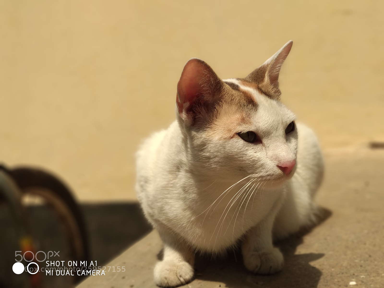 Xiaomi Mi A1 sample photo. Cat photography