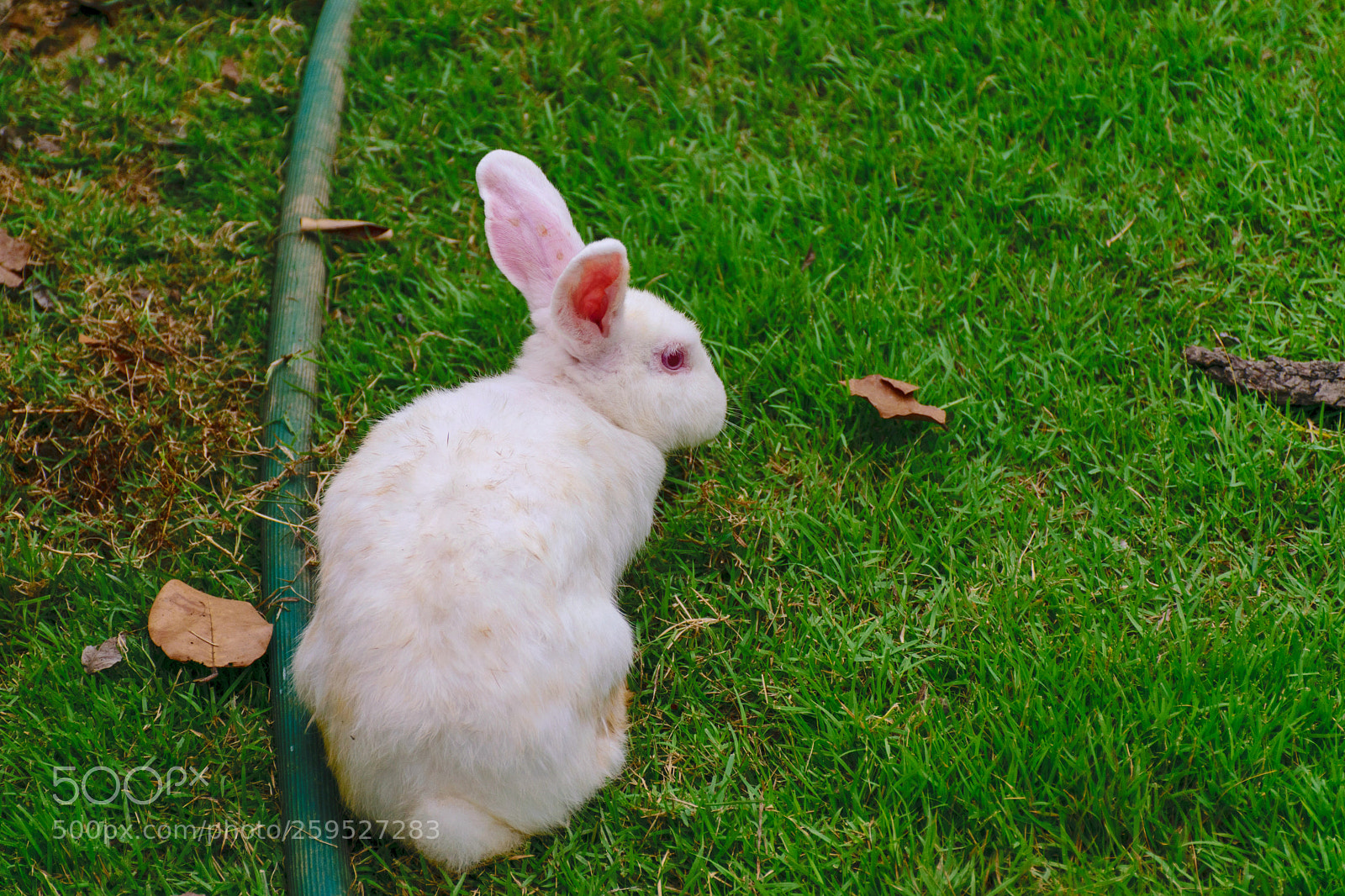 Nikon D5300 sample photo. Fluffy rabbit. photography