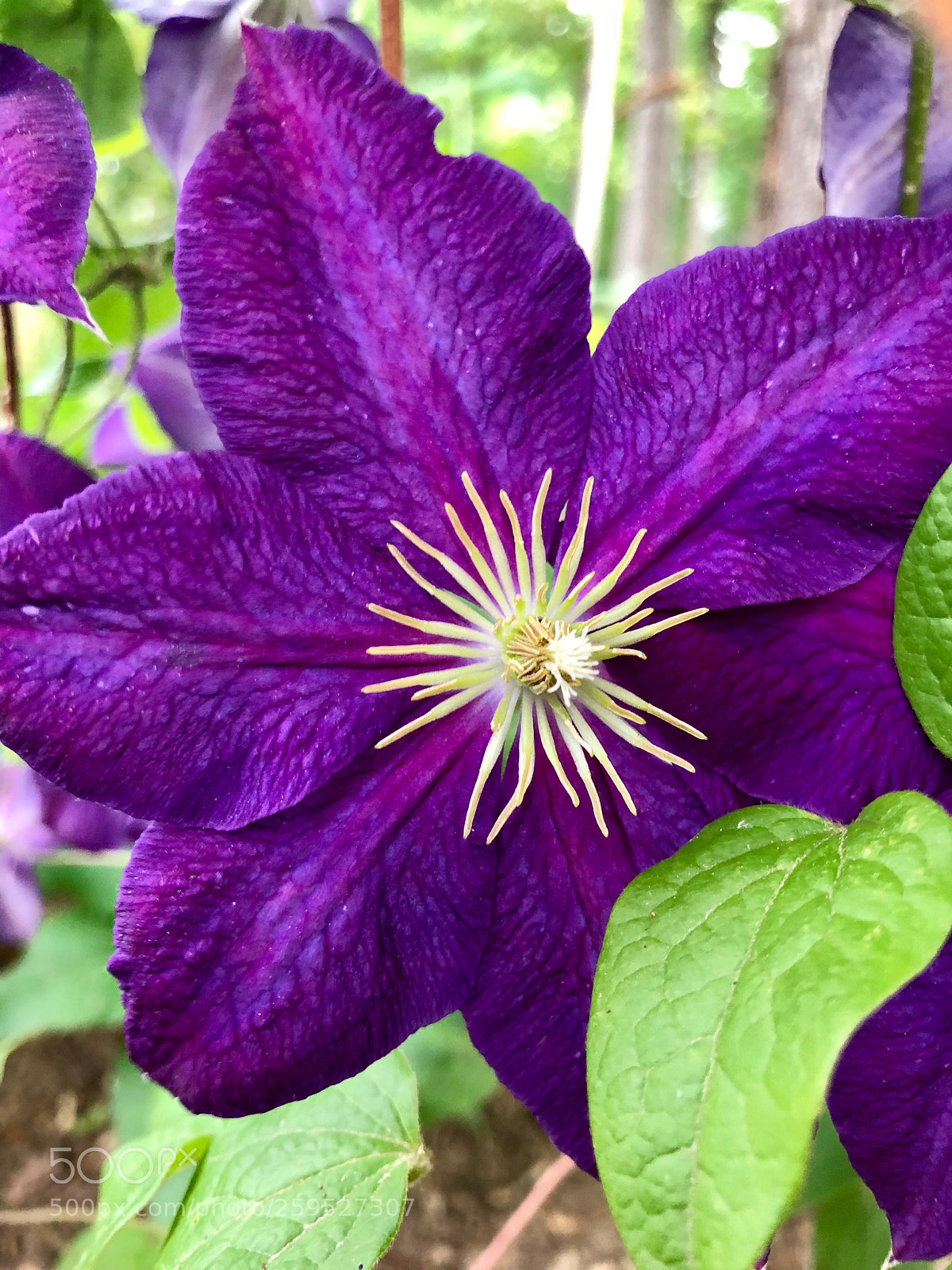 Apple iPhone X sample photo. Full bloom 2 photography