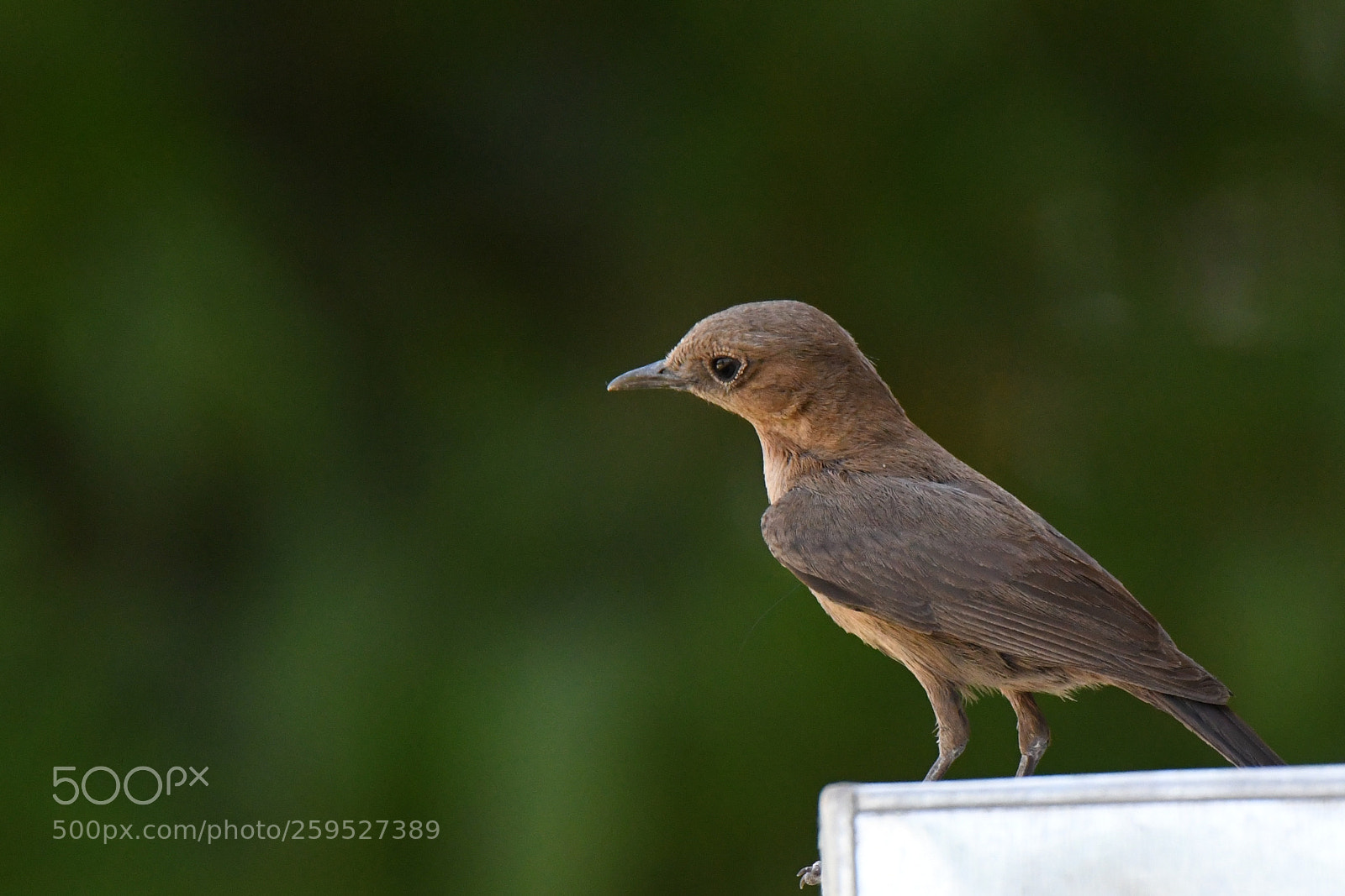 Nikon D7500 sample photo. Thinking bird photography