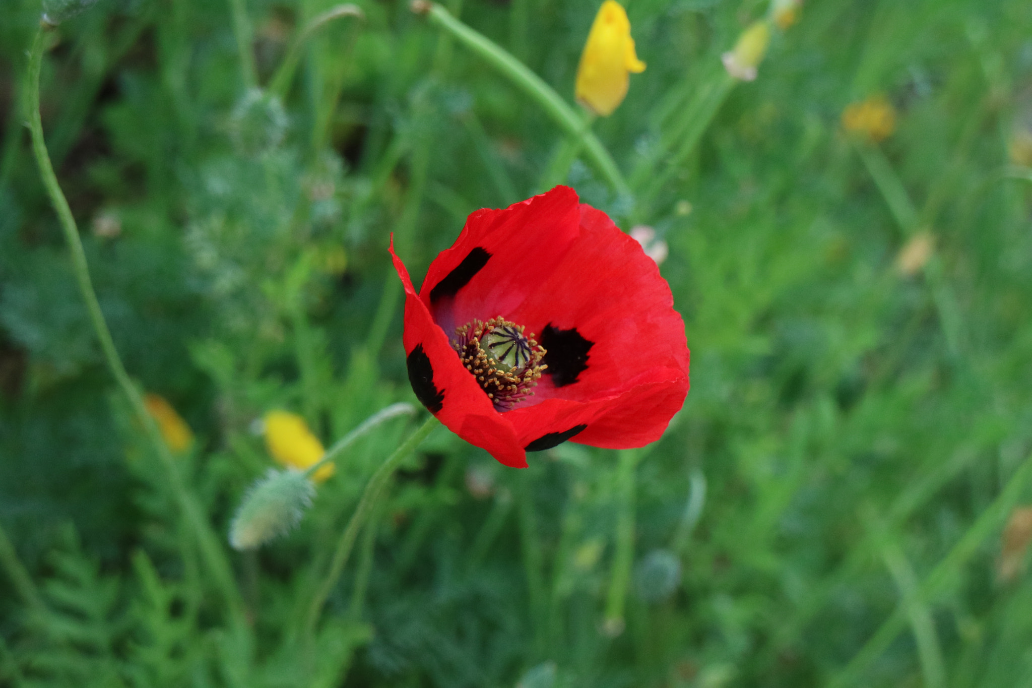 Canon EOS M3 sample photo. Flower2 photography