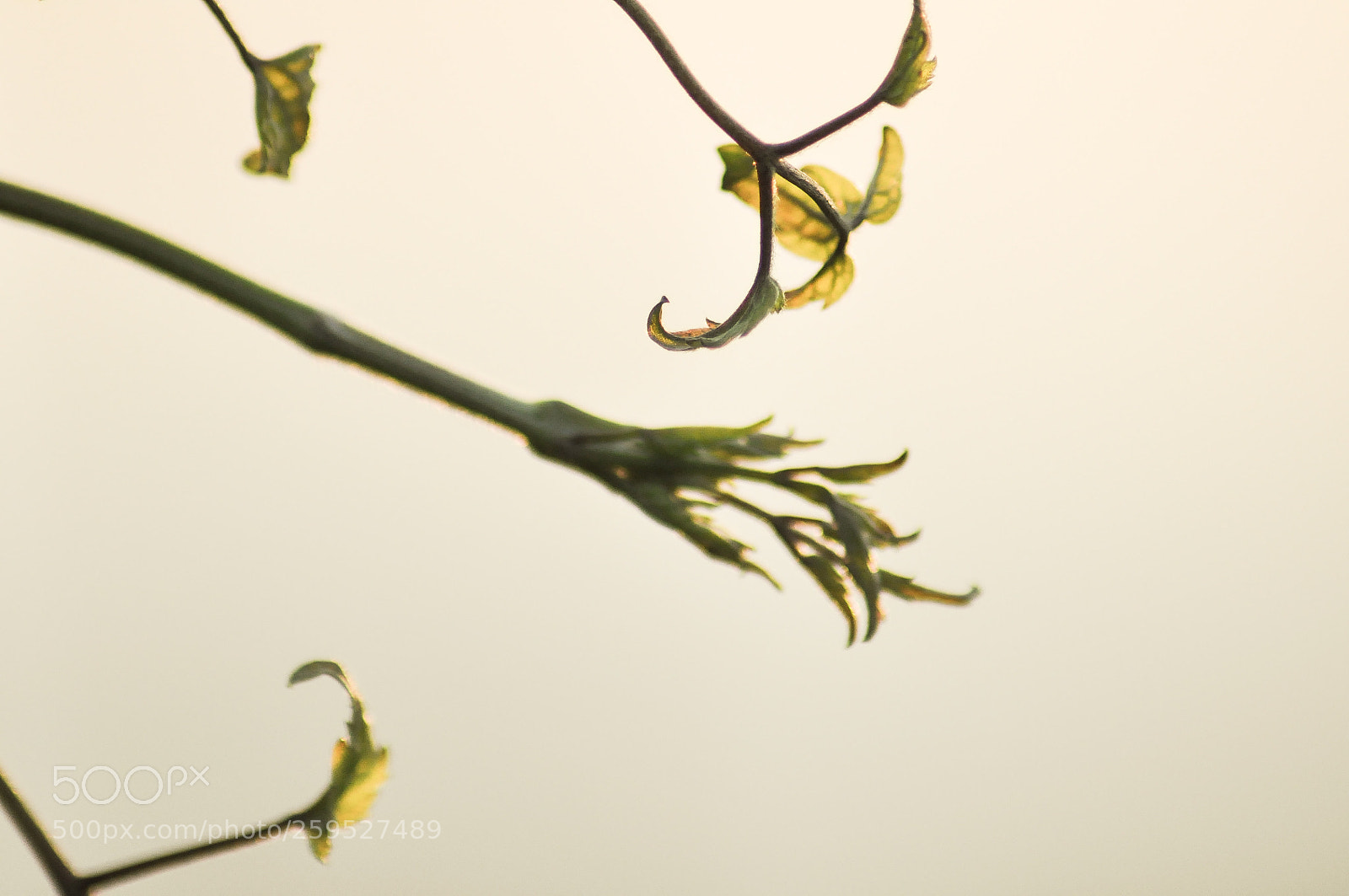 Nikon D90 sample photo. Untitled photography