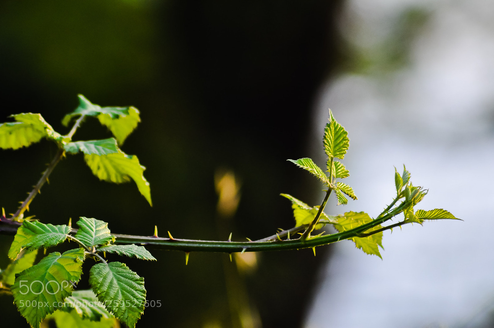 Nikon D90 sample photo. Untitled photography