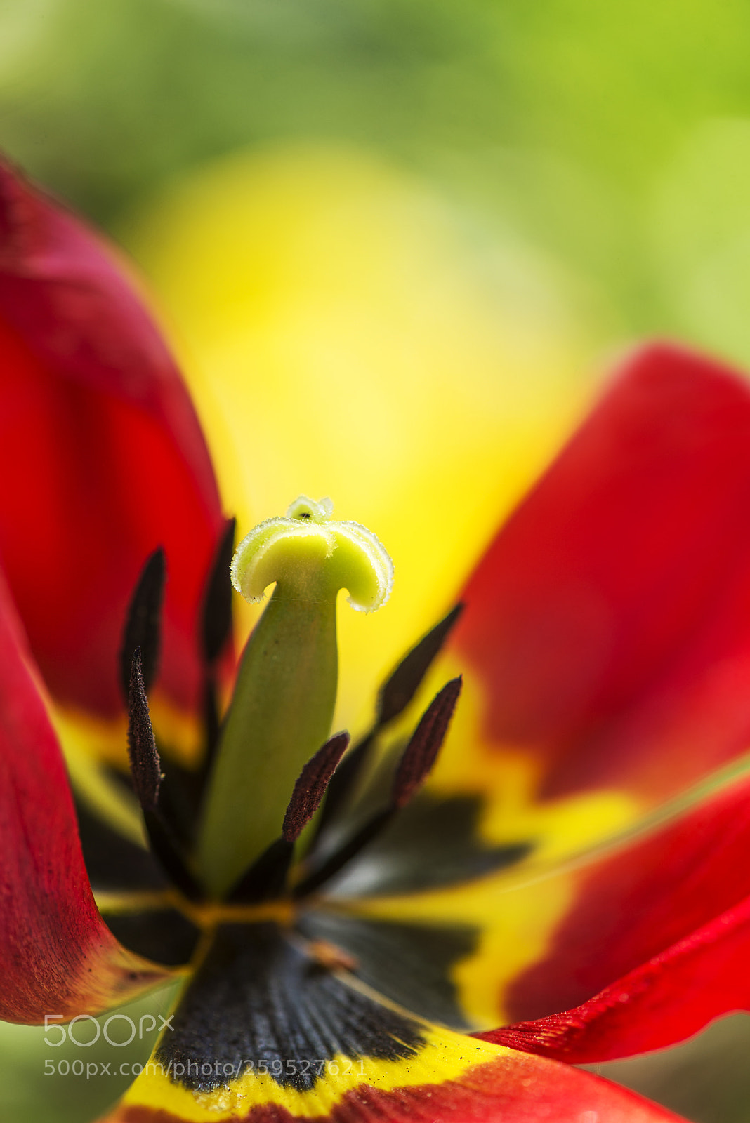 Nikon D600 sample photo. Tulip photography