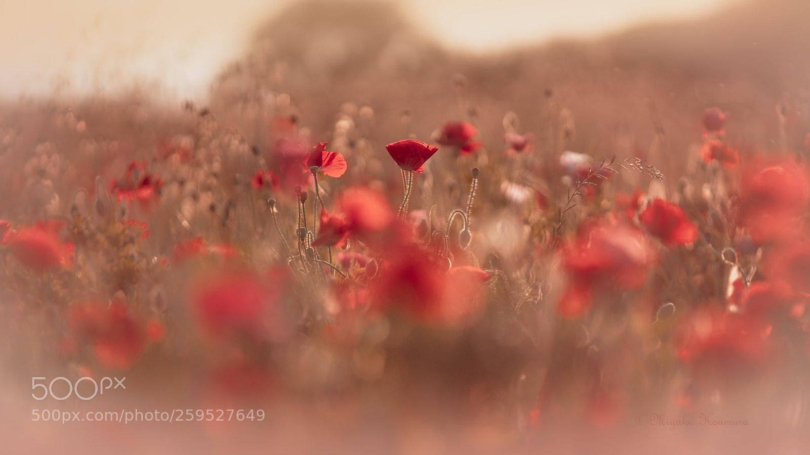 Sony a7 II sample photo. Sunset poppies photography