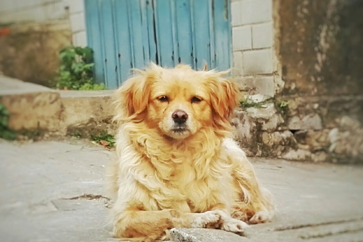 HUAWEI Honor 7 sample photo