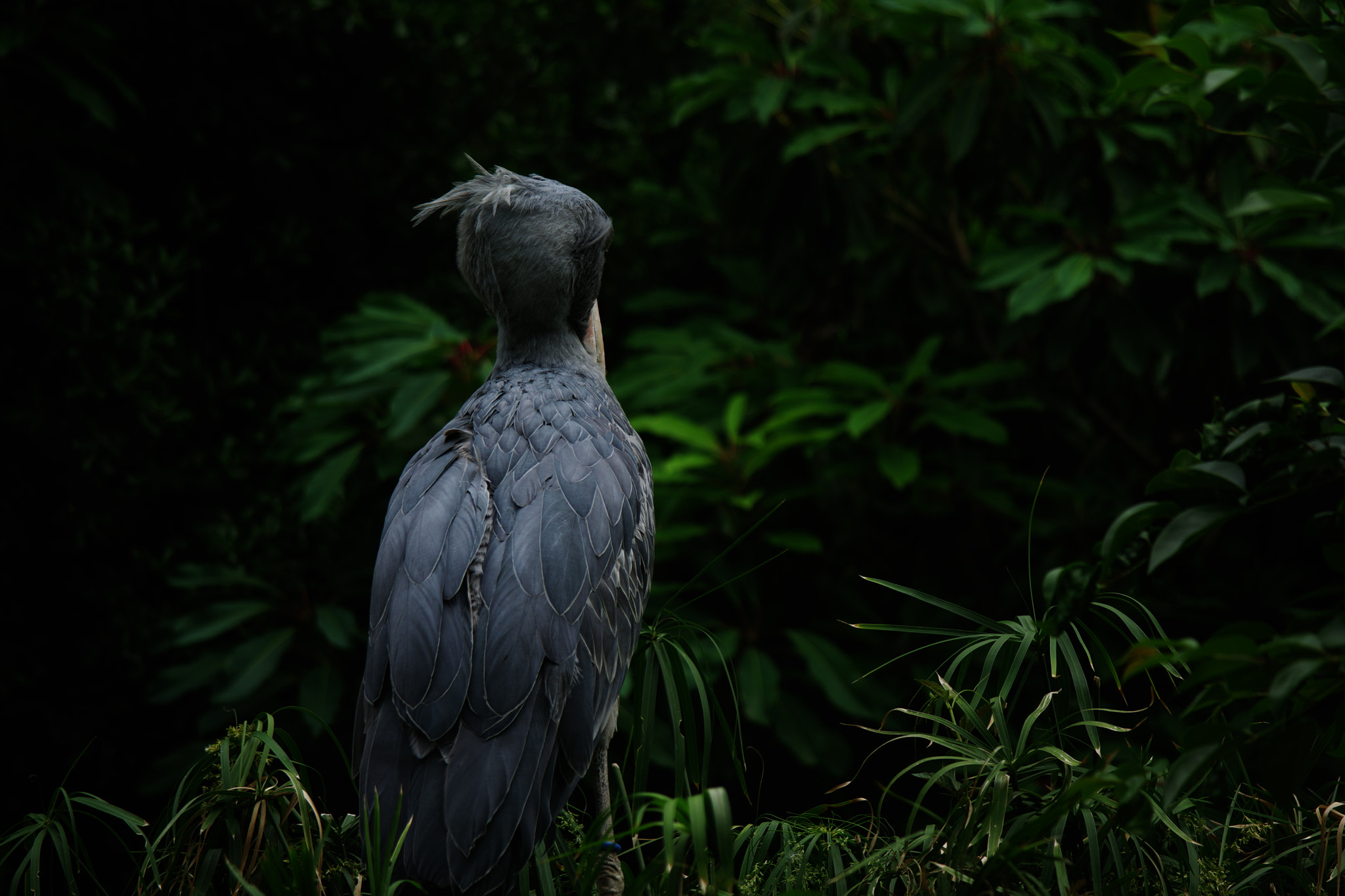 A Series Lens sample photo. Shoebill stork photography