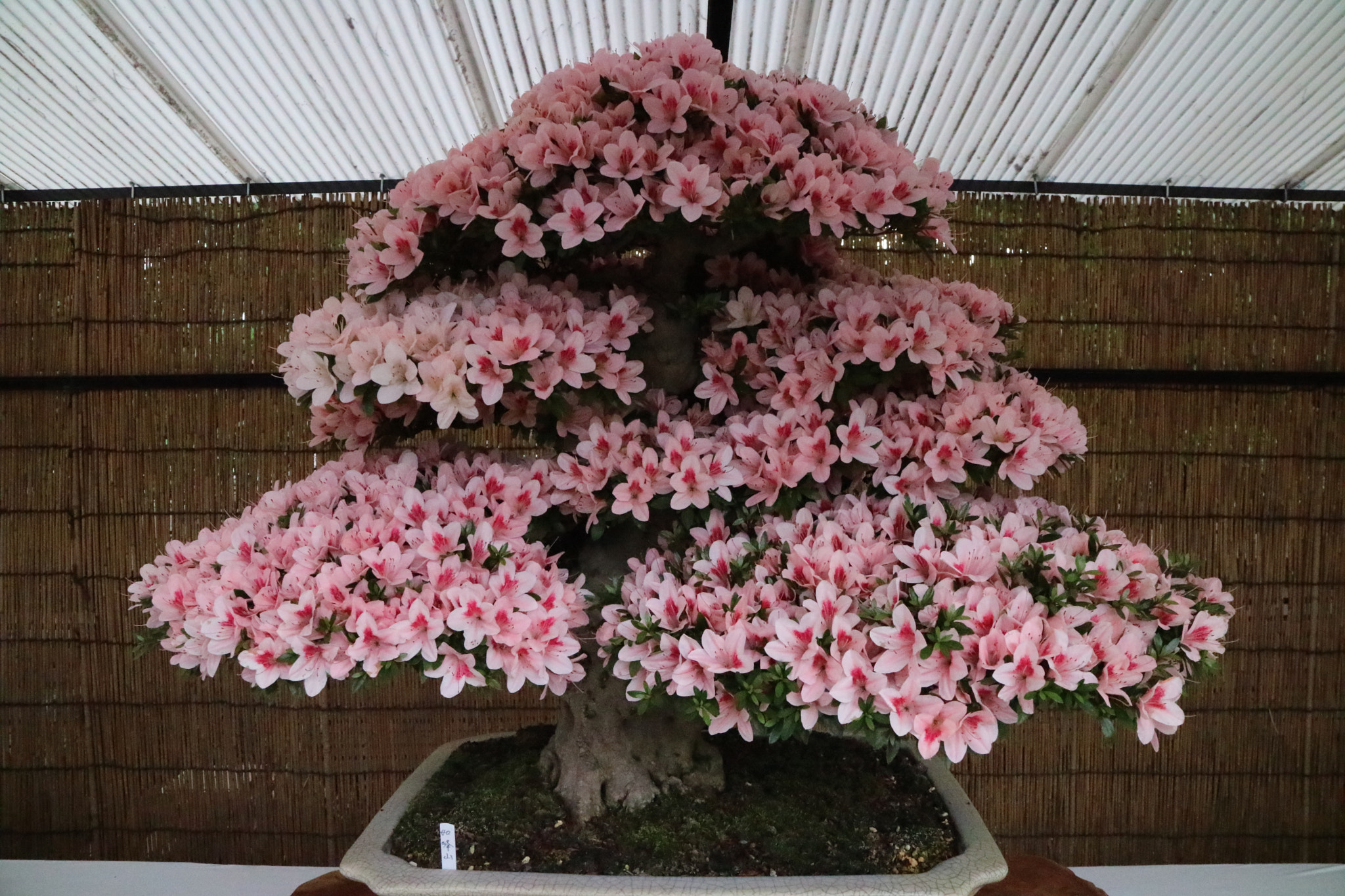 Canon EOS M3 sample photo. Flower photography