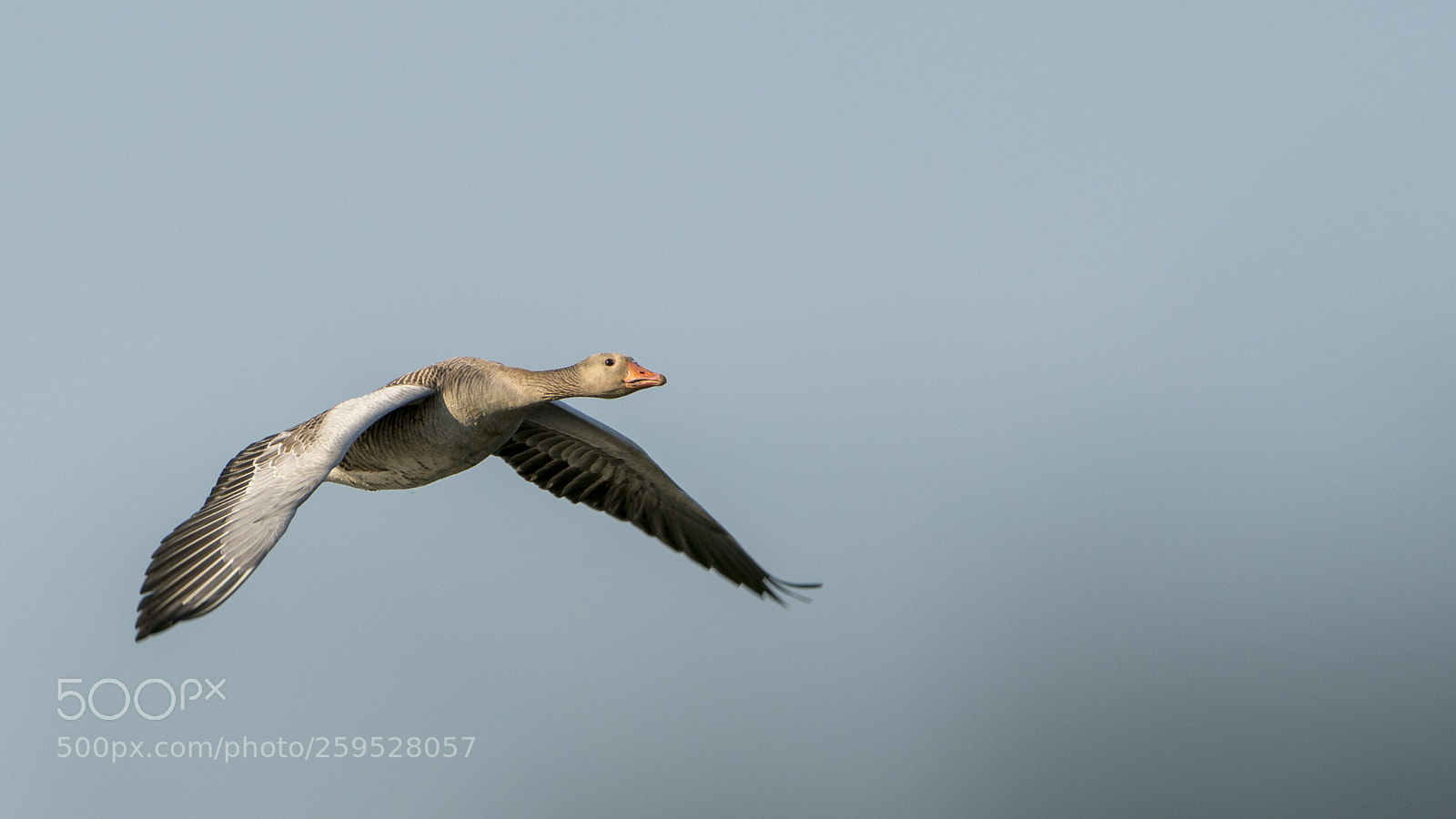 Sony a7R III sample photo. Flying goose photography
