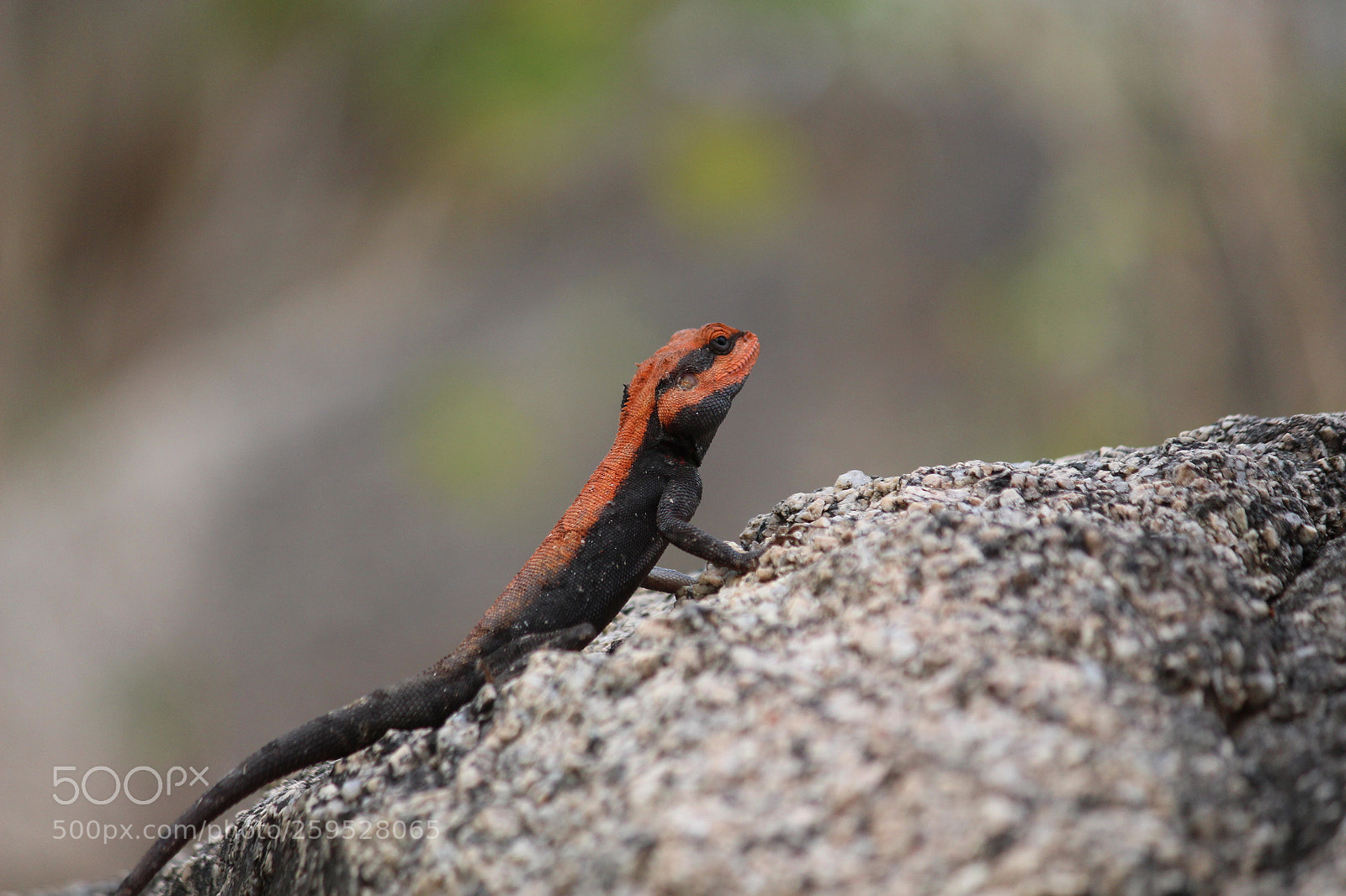 Canon EF-S 55-250mm F4-5.6 IS II sample photo. Chameleon photography