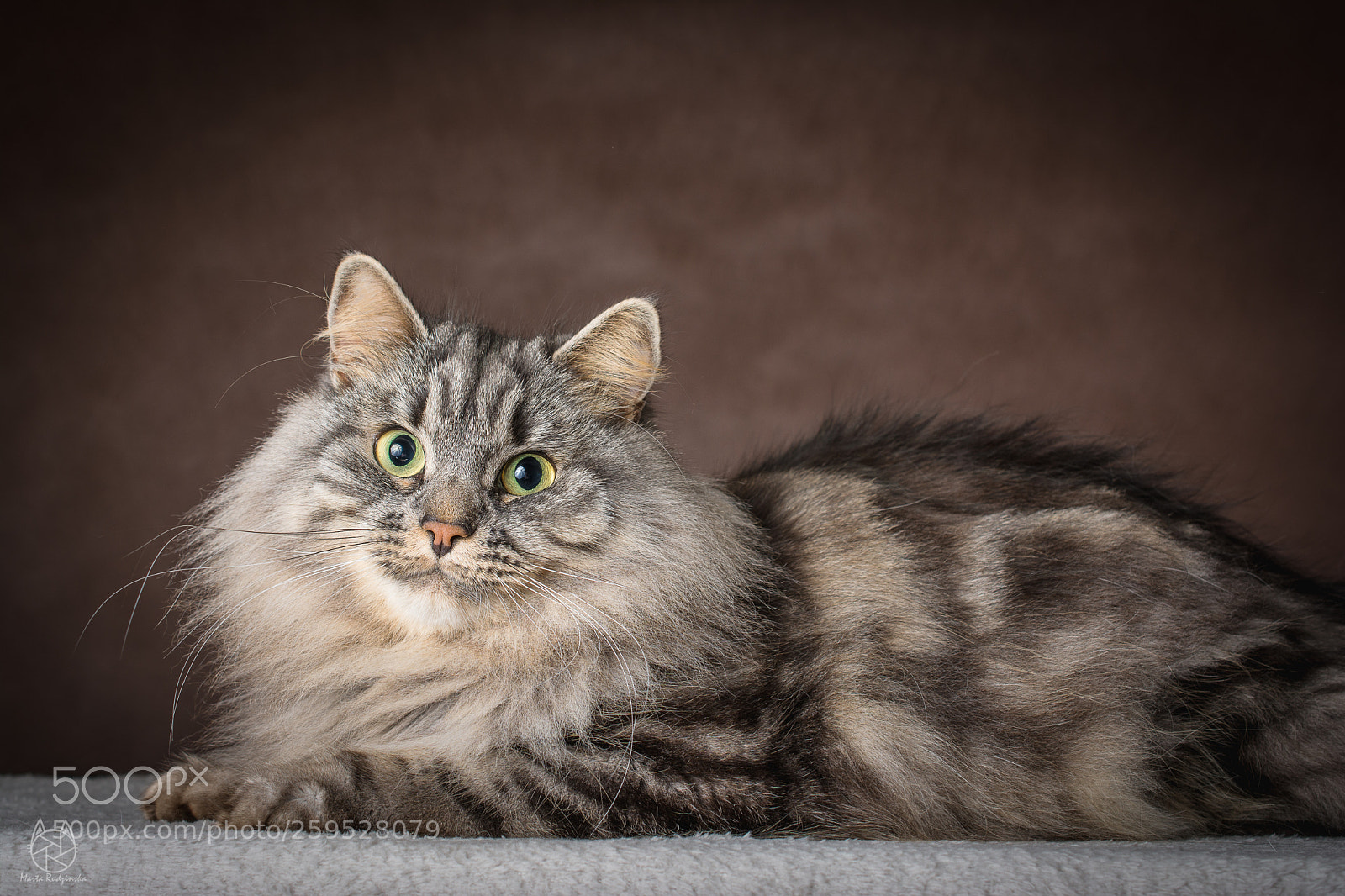 Nikon D7100 sample photo. Beliala photography