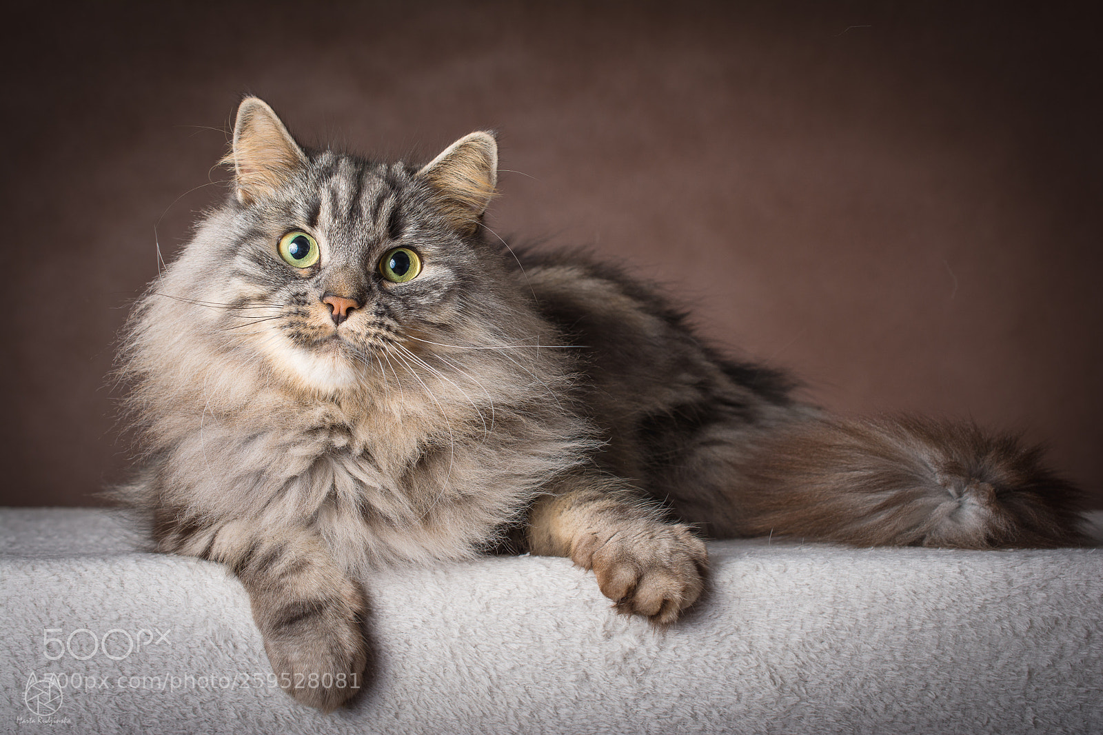 Nikon D7100 sample photo. Belialc photography