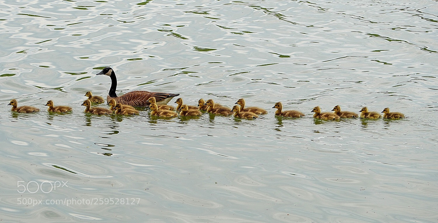 Panasonic Lumix DMC-G7 sample photo. One family photography