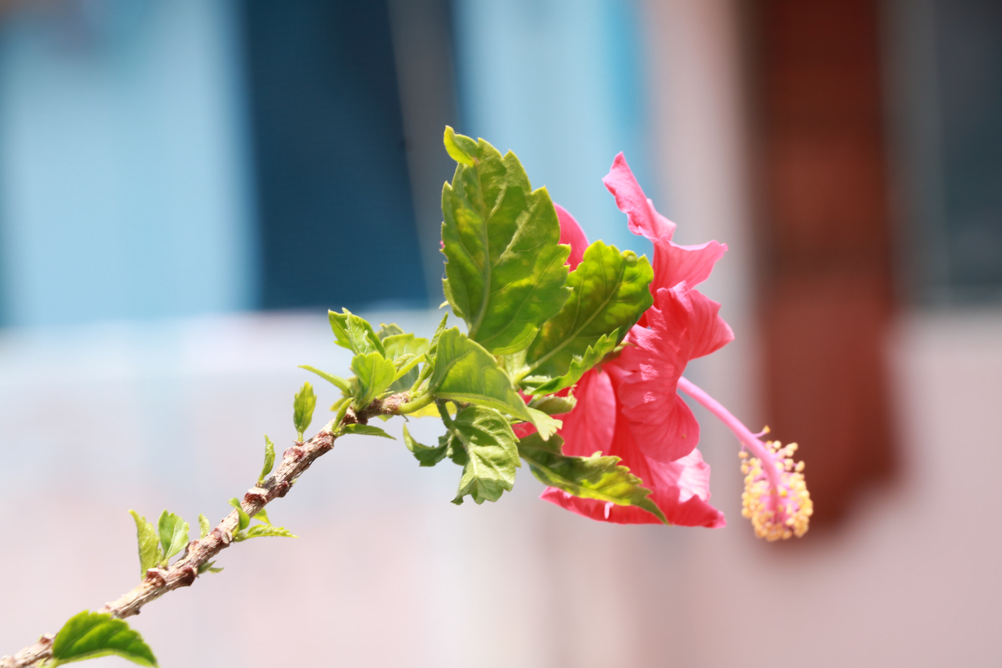 Canon EOS 760D (EOS Rebel T6s / EOS 8000D) sample photo. Hibiscus photography