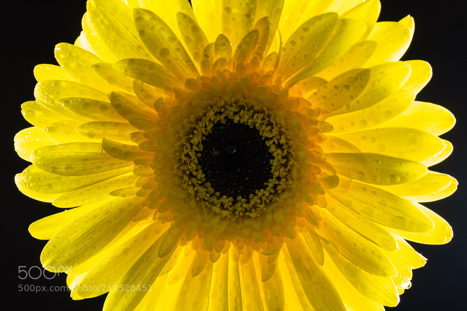 Canon EOS 750D (EOS Rebel T6i / EOS Kiss X8i) sample photo. Gerbera gialla photography