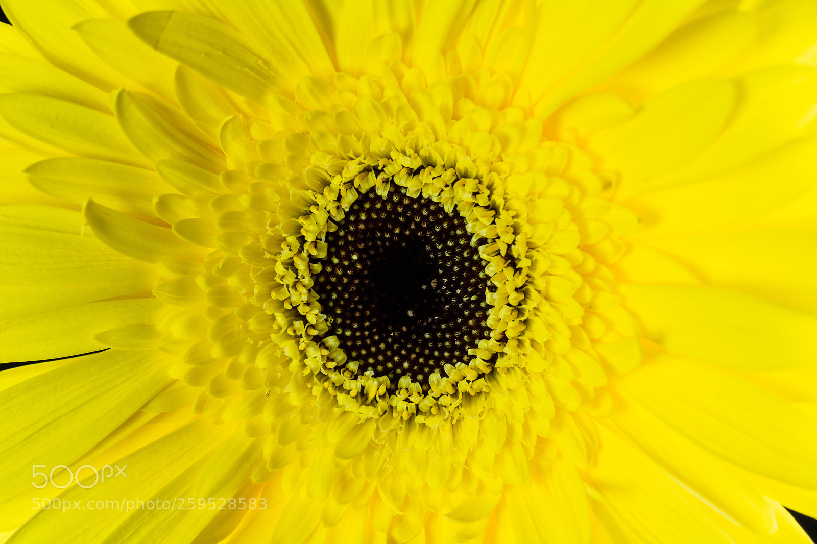 Canon EOS 750D (EOS Rebel T6i / EOS Kiss X8i) sample photo. Gerbera gialla photography