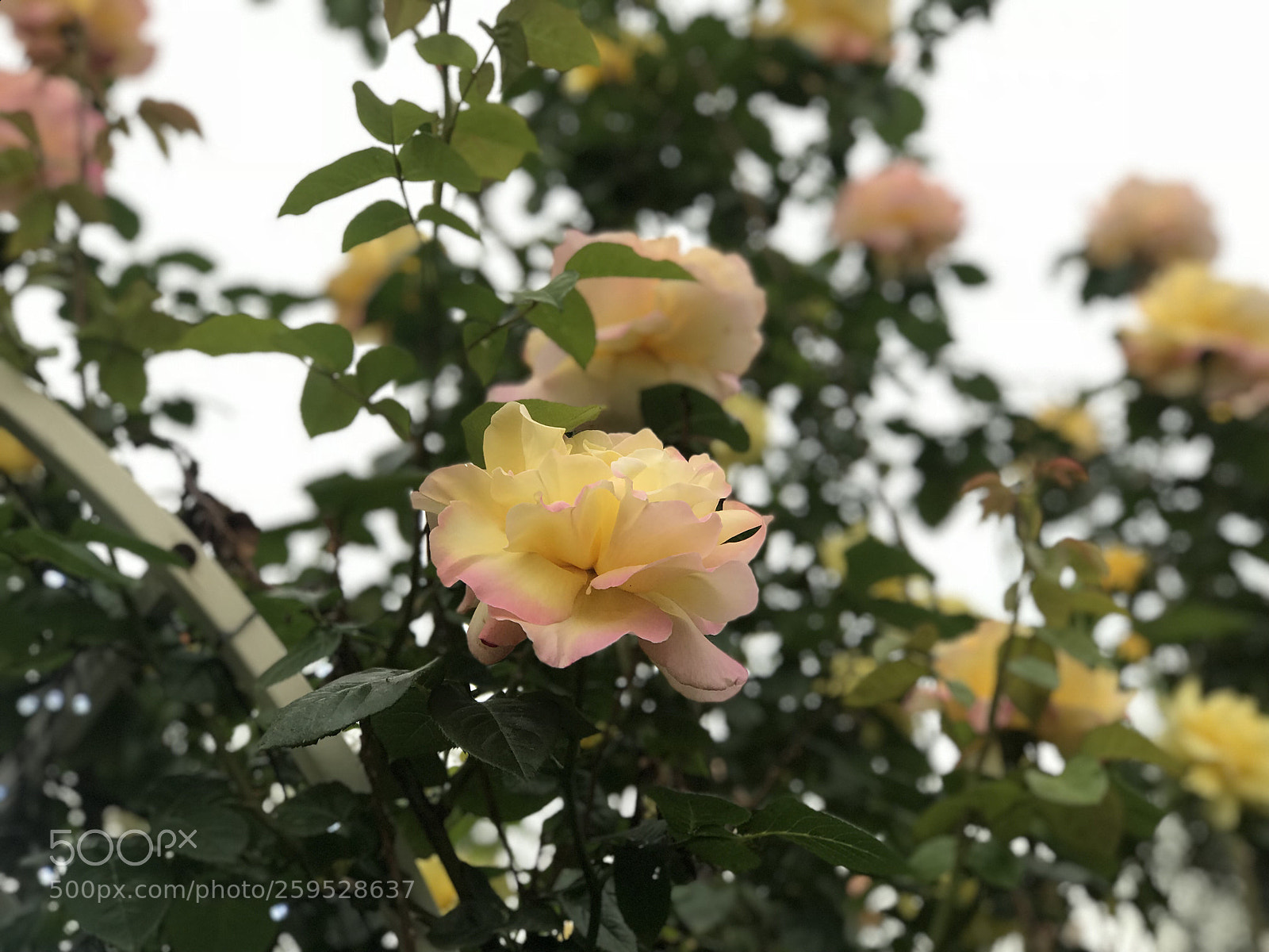 Apple iPhone 7 Plus sample photo. Untitled photography