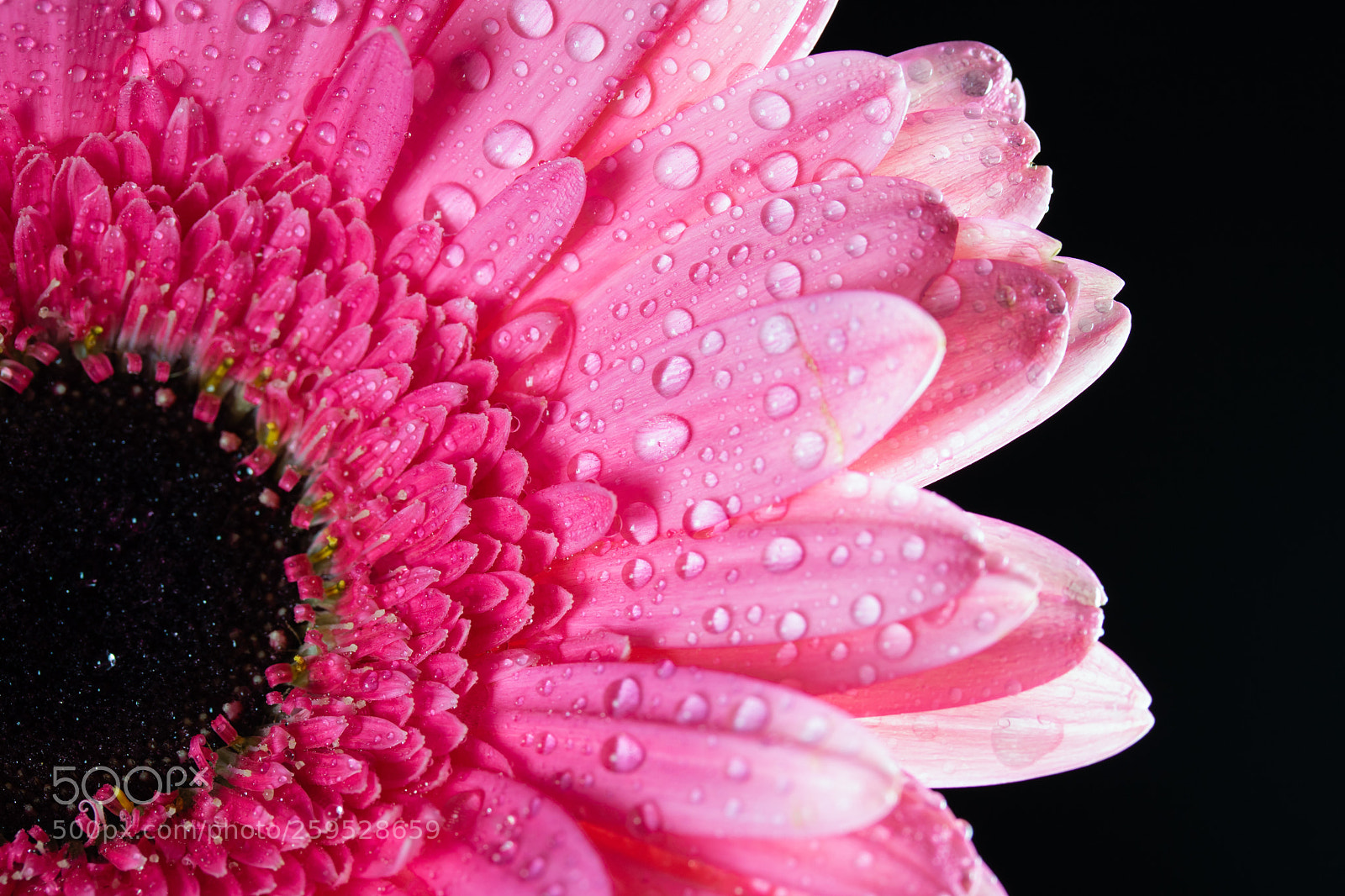 Canon EOS 750D (EOS Rebel T6i / EOS Kiss X8i) sample photo. Gerbera rosa photography