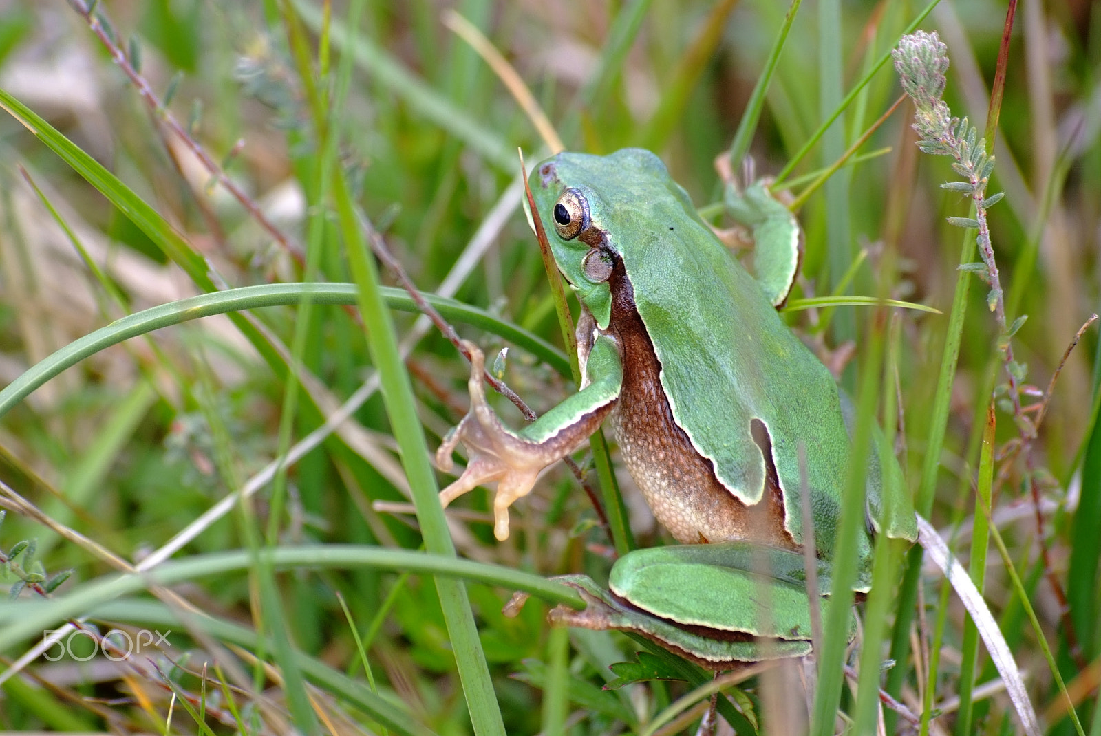 Fujifilm FinePix S5 Pro sample photo. Videferre's green tree frog photography