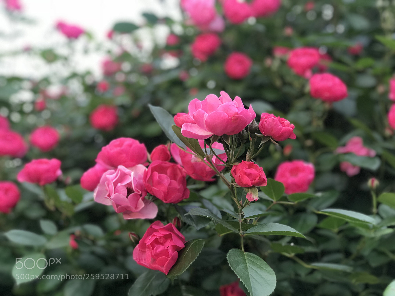 Apple iPhone 7 Plus sample photo. Untitled photography