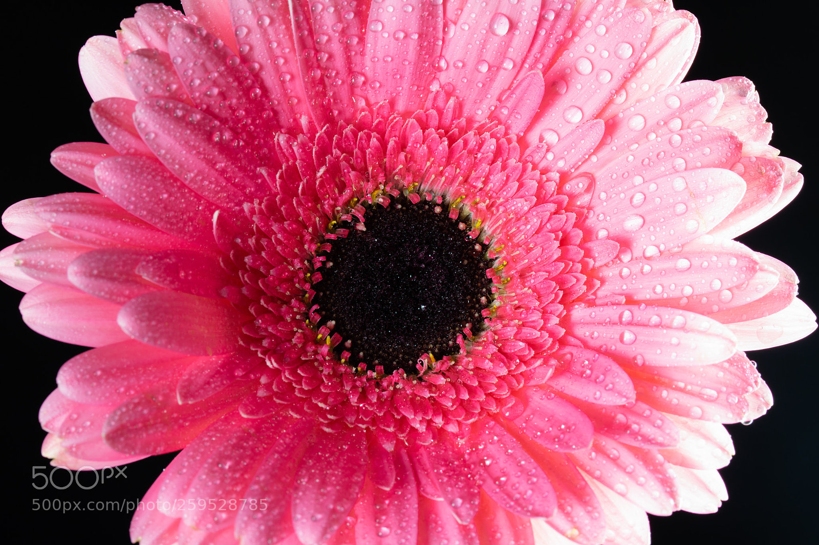 Canon EOS 750D (EOS Rebel T6i / EOS Kiss X8i) sample photo. Gerbera rosa photography