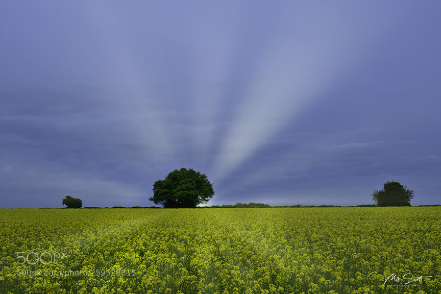 Nikon D850 sample photo. Rape field photography