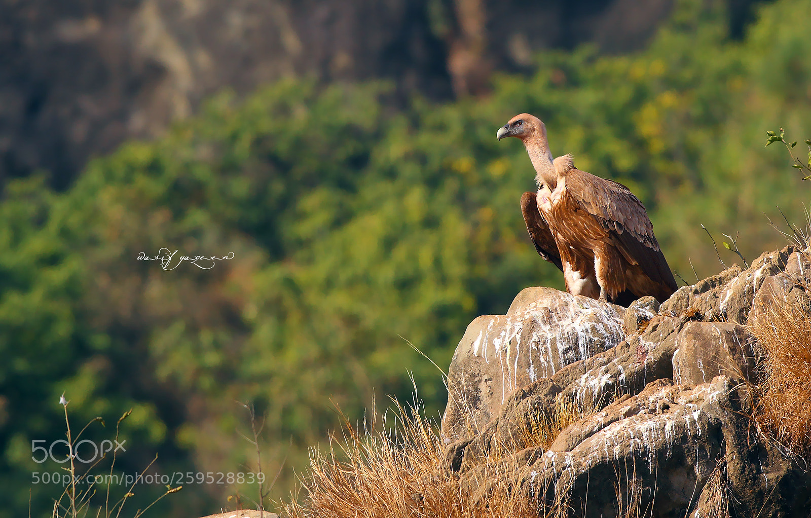 Canon EOS-1D Mark IV sample photo. Eurasian griffon photography