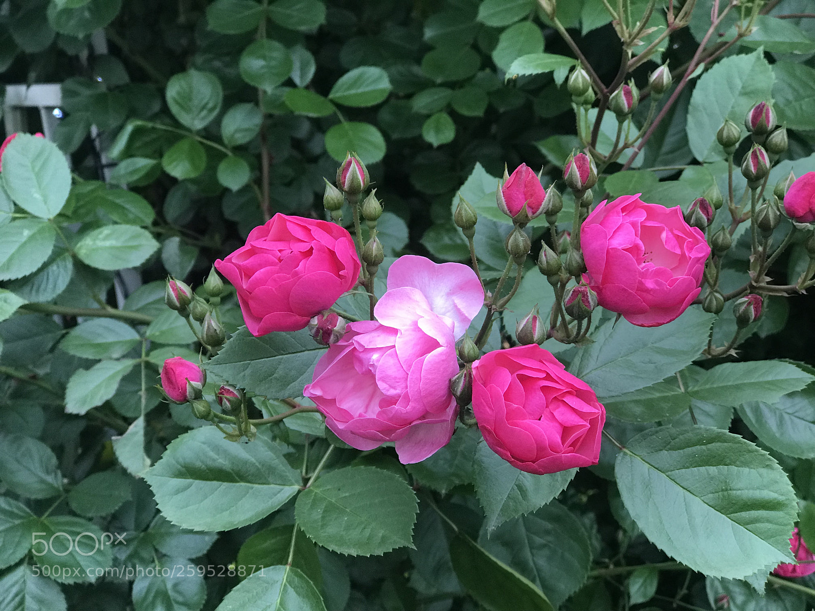 Apple iPhone 7 Plus sample photo. Untitled photography